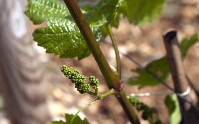 Millésime 2013 en Bourgogne