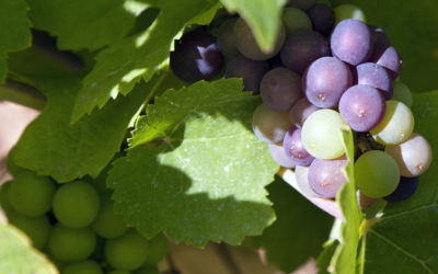 Vendanges 2013