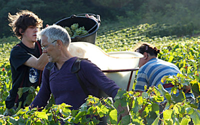 Bilan des vendanges 2013