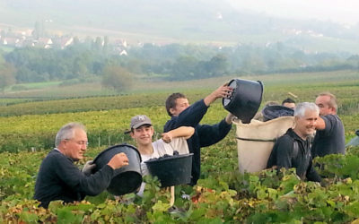 Au coeur des Vendanges 2013