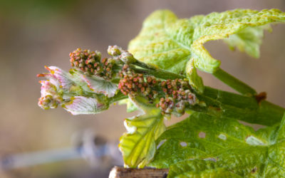 La vigne en Bourgogne