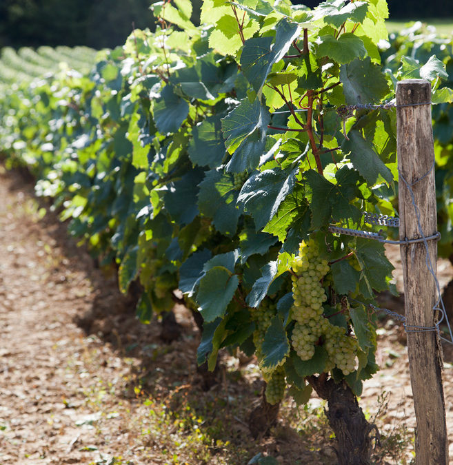 Vins de Bourgogne : le millésime 2013