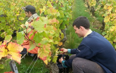 Vendange 2015 en Bourgogne