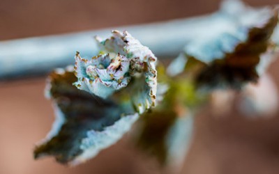 Gel de printemps en Bourgogne