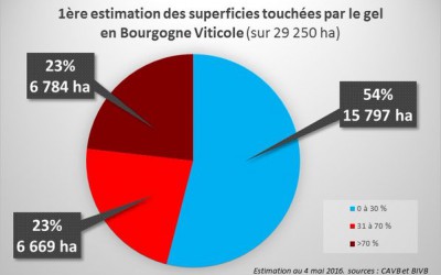 Vignes gelées en Bourgogne : 1er Bilan