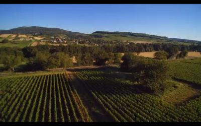 Vidéo vue aérienne vignes en Bourgogne