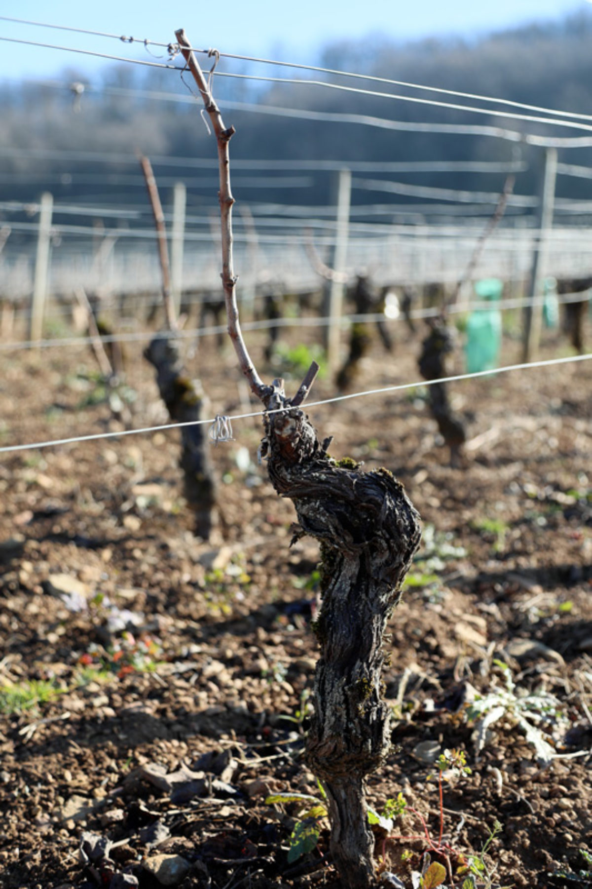 Taille De La Vigne En Bourgogne Blog Vin Bourgogne