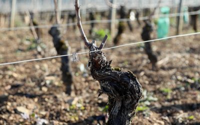 Taille de la Vigne en Bourgogne