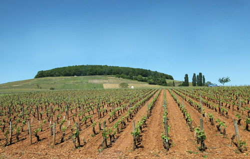 Millésime 2019 en Bourgogne