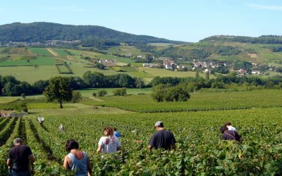 Appellations : le projet qui a fait frémir la Bourgogne viticole