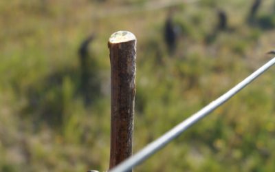 Un hiver 2019 2020 trop doux pour la vigne?