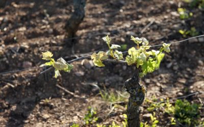 Quel impact du virus pour les vignerons de Bourgogne ?