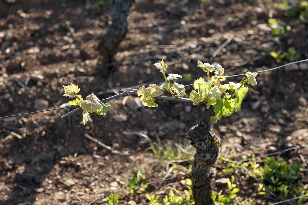 Quel impact du virus pour les vignerons de Bourgogne ?