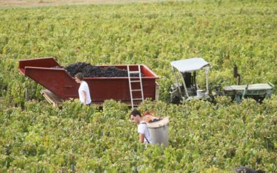 Vendanges 2020 : une précocité historique?