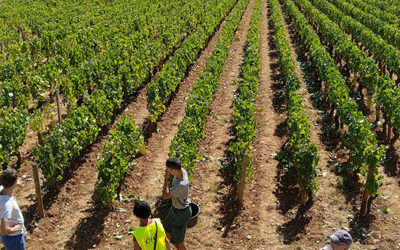 Vendanges 2020 : c’est parti !