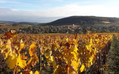 Que font les viticulteurs en automne?