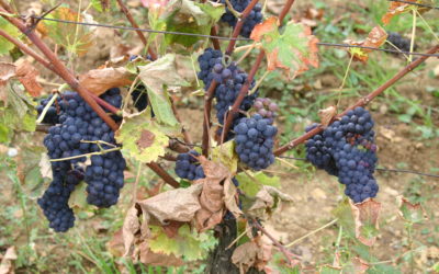 Le Pinot Noir, cépage le plus résistant à la sécheresse ?