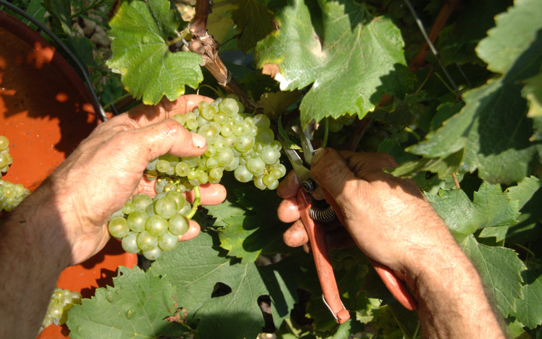 Vendange 2024 : quels vignobles s’en sortent le mieux?