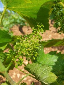 vignoble bourgogne fleur vigne