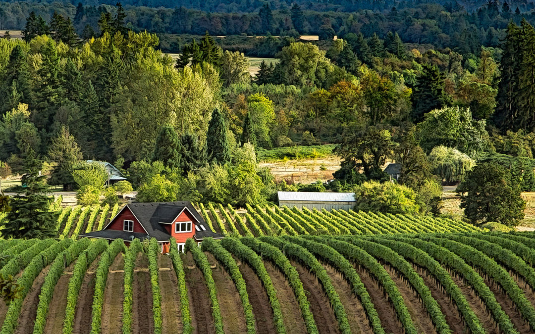 Ces vignobles du monde qu’on compare souvent à la Bourgogne