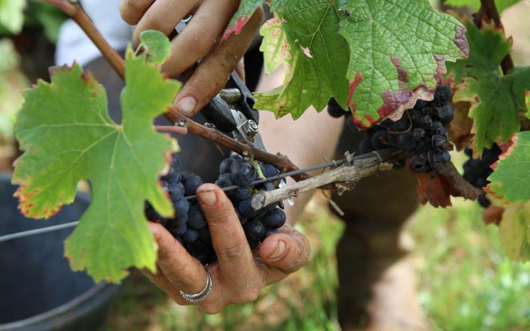 2025 en Bourgogne : qualitatif, contrasté, et peu abondant