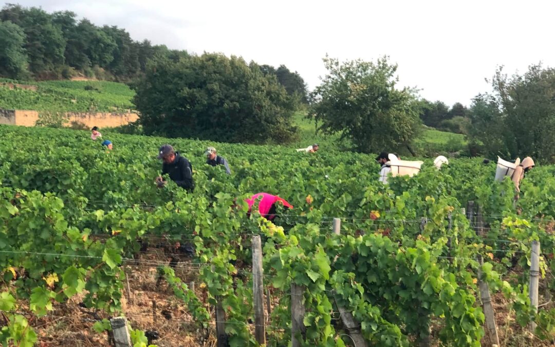 Vendanges 2026 en Bourgogne